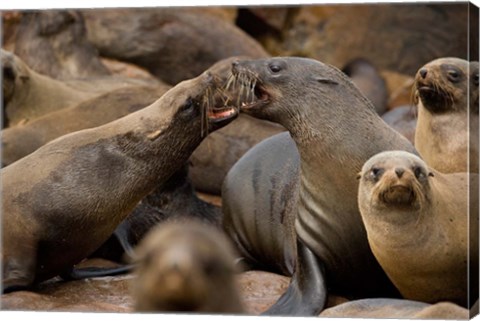 Framed Namibia, Cape Cross Seal Reserve. Group of Southern Fur Seal Print