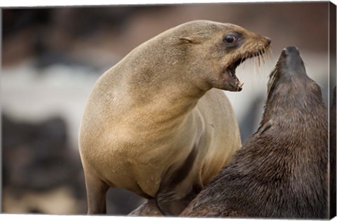 Framed Namibia, Cape Cross Seal Reserve. Southern Fur Seals Print