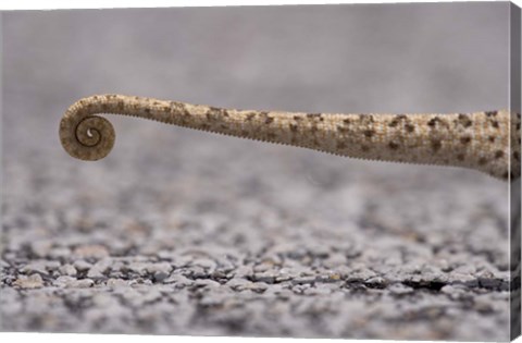 Framed Namibia, Caprivi Strip, Flap Necked Chameleon lizard Tail Print