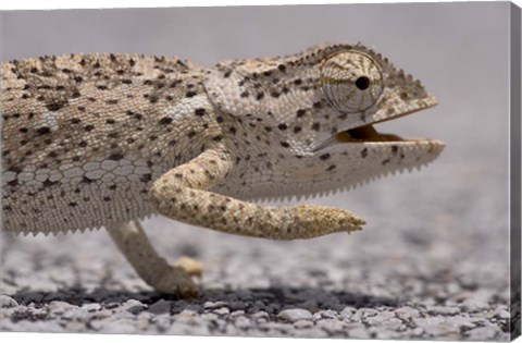 Framed Namibia, Caprivi Strip, Flap Necked Chameleon lizard Head Print