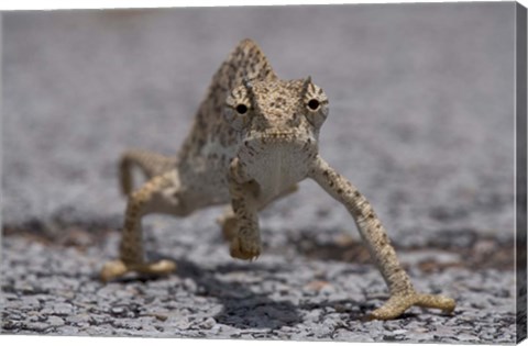 Framed Namibia, Caprivi Strip, Flap Necked Chameleon lizard Print