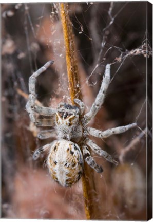 Framed Namibia, Etosha National Park, Spider feeding on moth Print