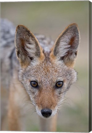 Framed Namibia, Etosha National Park. Black Backed Jackal Print