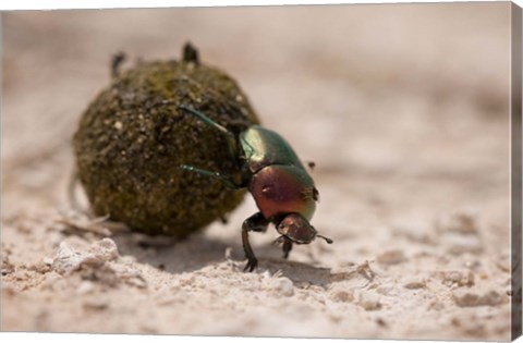 Framed Namibia, Etosha NP, Dung Beetle insect Print