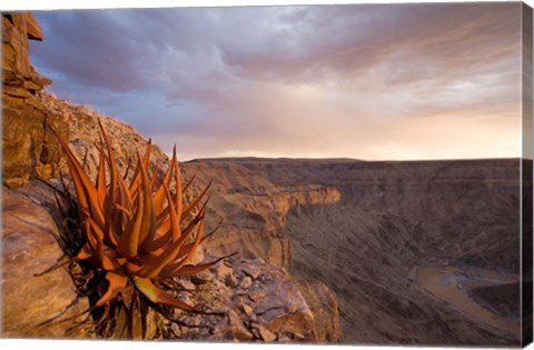 Framed Namibia, Fish River Canyon National Park, desert plant Print