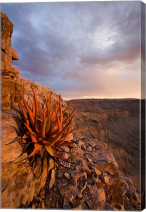 Framed Namibia, Fish River Canyon National Park, close up of adesert plant Print