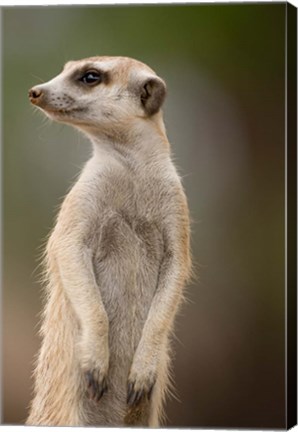 Framed Namibia, Keetmanshoop, Meerkat burrow, Mongoose Print