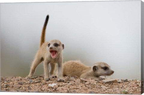Framed Namibia, Keetmanshoop, Meerkat, mongoose, Namib Desert Print