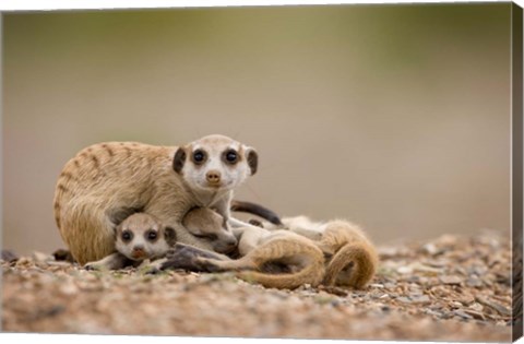 Framed Namibia, Keetmanshoop, Meerkats, Namib Desert Print