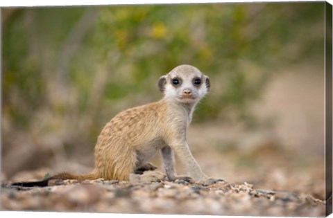 Framed Namibia, Keetmanshoop, Namib Desert, Mongoose Print