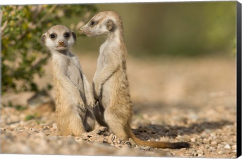 Framed Namibia, Keetmanshoop, Namib Desert, Pair of Meerkats Print