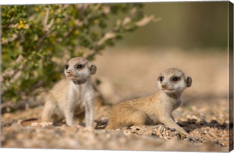 Framed Namibia, Keetmanshoop, Namib Desert, Meerkats lying Print