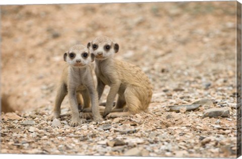 Framed Namibia, Keetmanshoop, Meerkat, Namib Desert, Mongoose Print