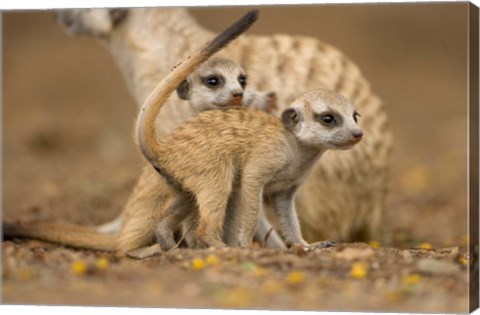 Framed Namibia, Keetmanshoop, Meerkat, Namib Desert, mongoose with babies Print