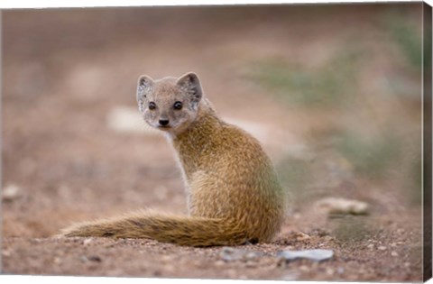 Framed Namibia, Keetmanshoop, Yellow Mongoose wildlife Print