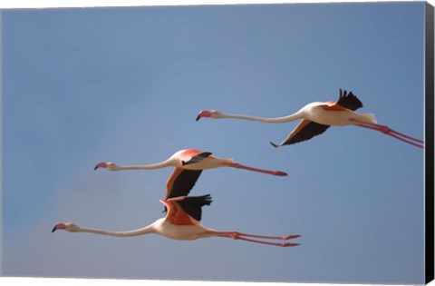 Framed Namibia, Skeleton Coast, Lesser Flamingo tropical birds Print