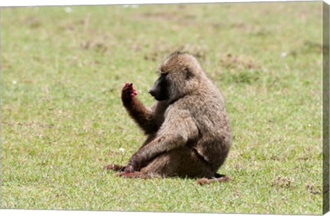 Framed Olive Baboon, Papio anubis, Maasai Mara, Kenya. Print