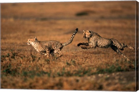 Framed Pair of cheetahs running, Maasai Mara, Kenya Print