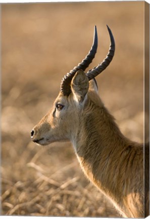 Framed Puku, Busanga Plains, Kafue National Park, Zambia Print