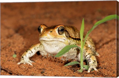 Framed Red Toad, Mkuze Game Reserve, South Africa Print