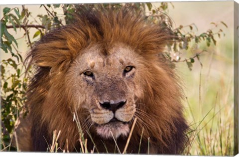 Framed Old black maned male lion, Maasai Mara, Kenya Print