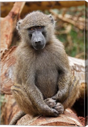 Framed Olive Baboon primate, Lake Nakuru National Park, Kenya Print