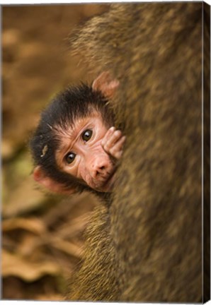 Framed Olive Baboon primates, Lake Manyara NP, Tanzania Print