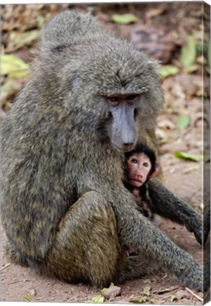 Framed Olive baboon, Lake Manyara National Park, Tanzania Print