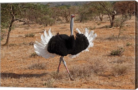 Framed Ostrich bird, Samburu National Game Reserve, Kenya Print