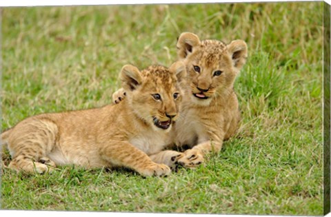 Framed Pair of lion cubs playing, Masai Mara Game Reserve, Kenya Print