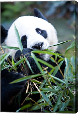 Framed Panda bear, Panda reserve Print