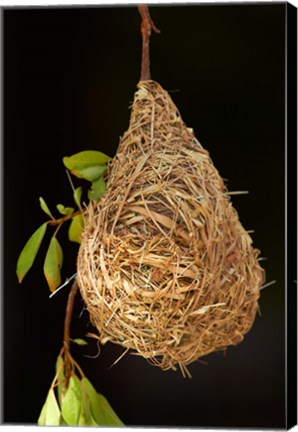 Framed Nest of Southern masked weaver, Etosha National Park, Namibia Print