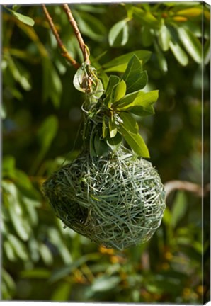 Framed Nest of Southern masked weaver, Etosha NP, Namibia, Africa. Print