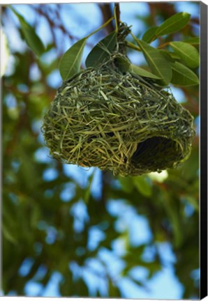 Framed Southern masked weaver nest, Etosha NP, Namibia, Africa. Print