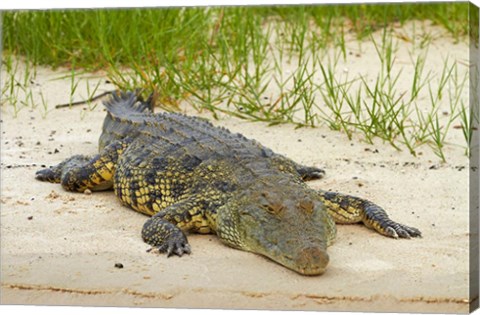 Framed Nile crocodile, Chobe River, Chobe NP, Kasane, Botswana, Africa Print