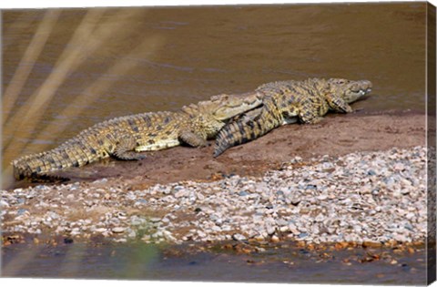 Framed Nile Crocodiles on the banks of the Mara River, Maasai Mara, Kenya, Africa Print