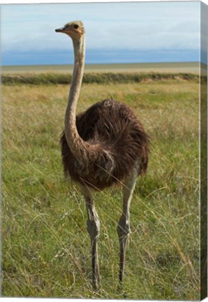 Framed Ostrich, Etosha National Park, Namibia Print