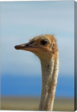 Framed Ostrich, Struthio camelus, Etosha NP, Namibia, Africa. Print