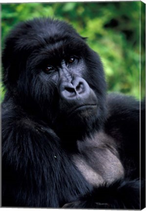 Framed Close up of Mountain Gorilla, Rwanda Print