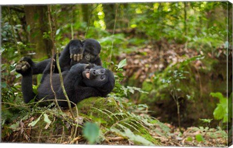 Framed Close up of Mountain gorillas, Volcanoes National Park, Rwanda. Print