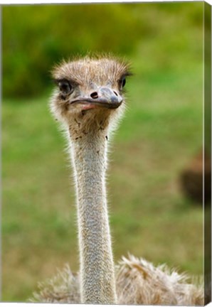 Framed Ostrich, Lake Nakuru National Park, Kenya Print