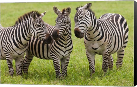 Framed Three Plains zebras, Tanzania Print