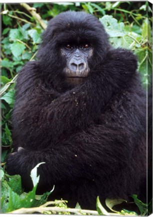 Framed Mountain Gorilla preening, Group 11, Rwanda Print