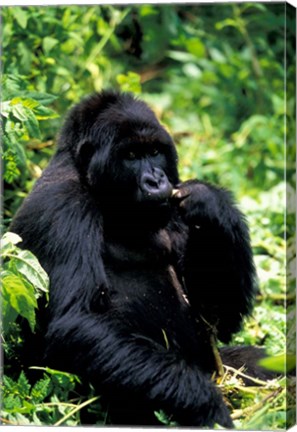 Framed Mountain Gorilla, Virunga Volcanoes National Park, Rwanda Print