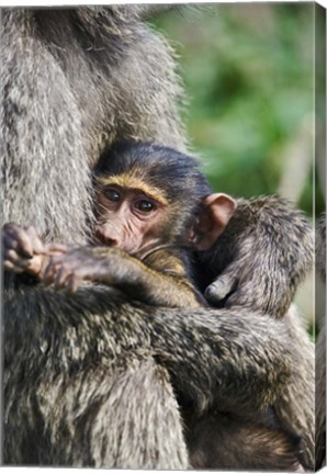 Framed Baby Olive Baboon, Lake Nakuru National Park, Kenya Print