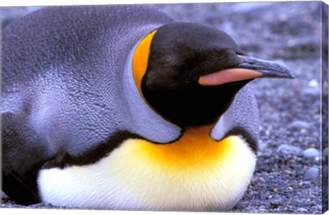 Framed Penguin, Sub-Antarctic, South Georgia Island Print