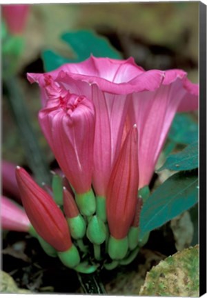 Framed Pink Flower with buds, Gombe National Park, Tanzania Print