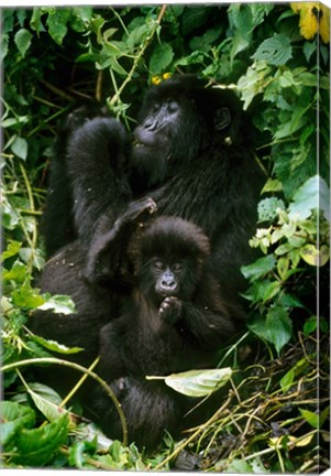 Framed Mountain Gorillas, Parc N. Volcans, Rwanda Print