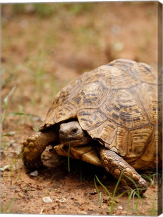 Framed Mountain tortoise, Mkuze Game Reserve, South Africa Print