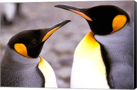 Framed Two Penguins, Sub-Antarctic, South Georgia Island Print